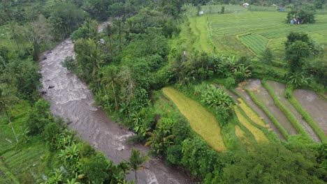 Flood-water-river-running-through-lush-green-crops-Paddies-farming-Terraces,-and-villager-Houses-amid-Tropical-forest-scenery-on-a-rainy-day-in-Sideman,-Bali-island,-Indonesia
