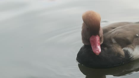 Nahaufnahme-Einer-Ente-Mit-Roter-Haube-In-Zeitlupe