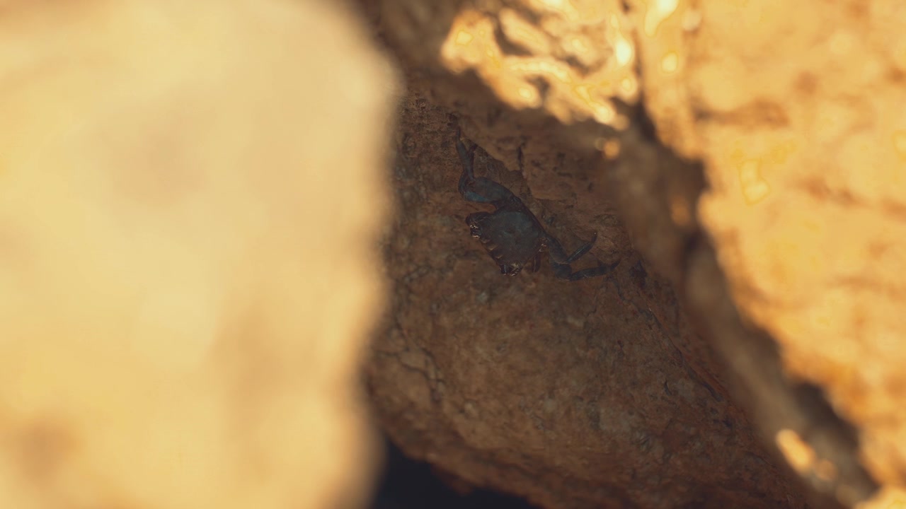 Filmato vintage cinematografico di un piccolo granchio che riposa all'interno di una fessura scura tra rocce costiere, catturato con toni caldi e un'estetica nostalgica.
