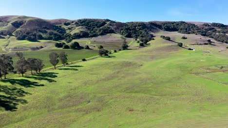 Low-aerial-view-of-rolling-hills-of-Fluorescent-green-grass-and-vineyards-with-blue-sky-background