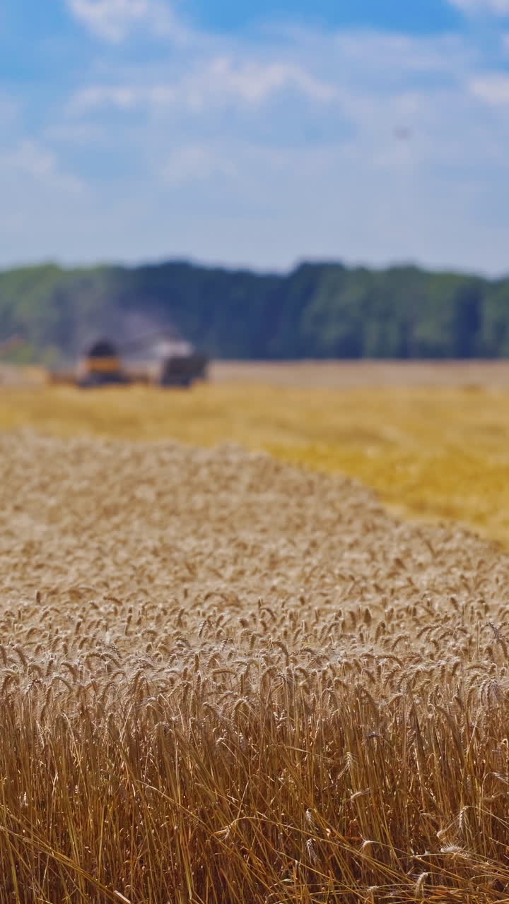 Beautiful wheat field. Combine harvester in action on wheat field