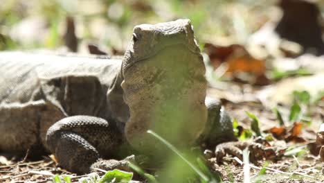 iguanas 16