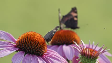 a small colony of black butterflies on purple and orange flowers