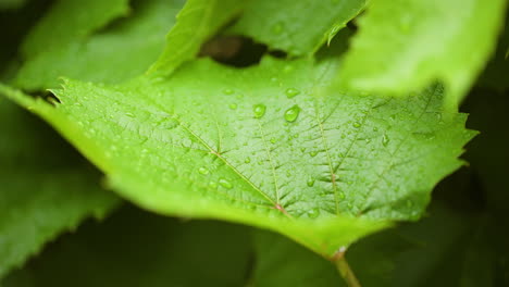 morning mist and dew on foliage