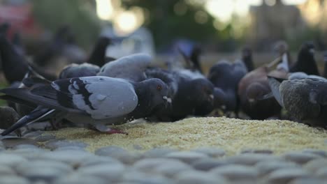 El-Grupo-De-Palomas-Come-El-Trigo-En-El-Suelo-En-La-Ciudad