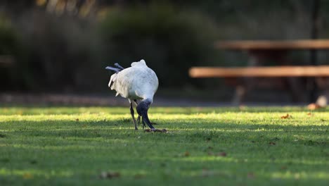 ibis en busca de alimento en una zona de hierba