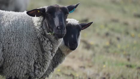 un primer plano de la oveja lanuda blanca con caras negras