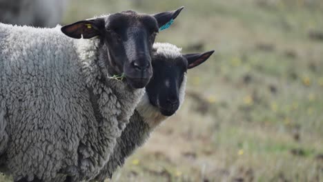 a close-up shot of the white wooly sheep with black faces