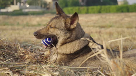 slow motion lupo italiano laying down grabbing fetch ball at sunrise