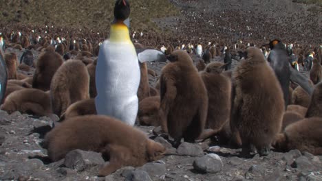 Kaiserpinguine-Am-Strand-Mit-Küken