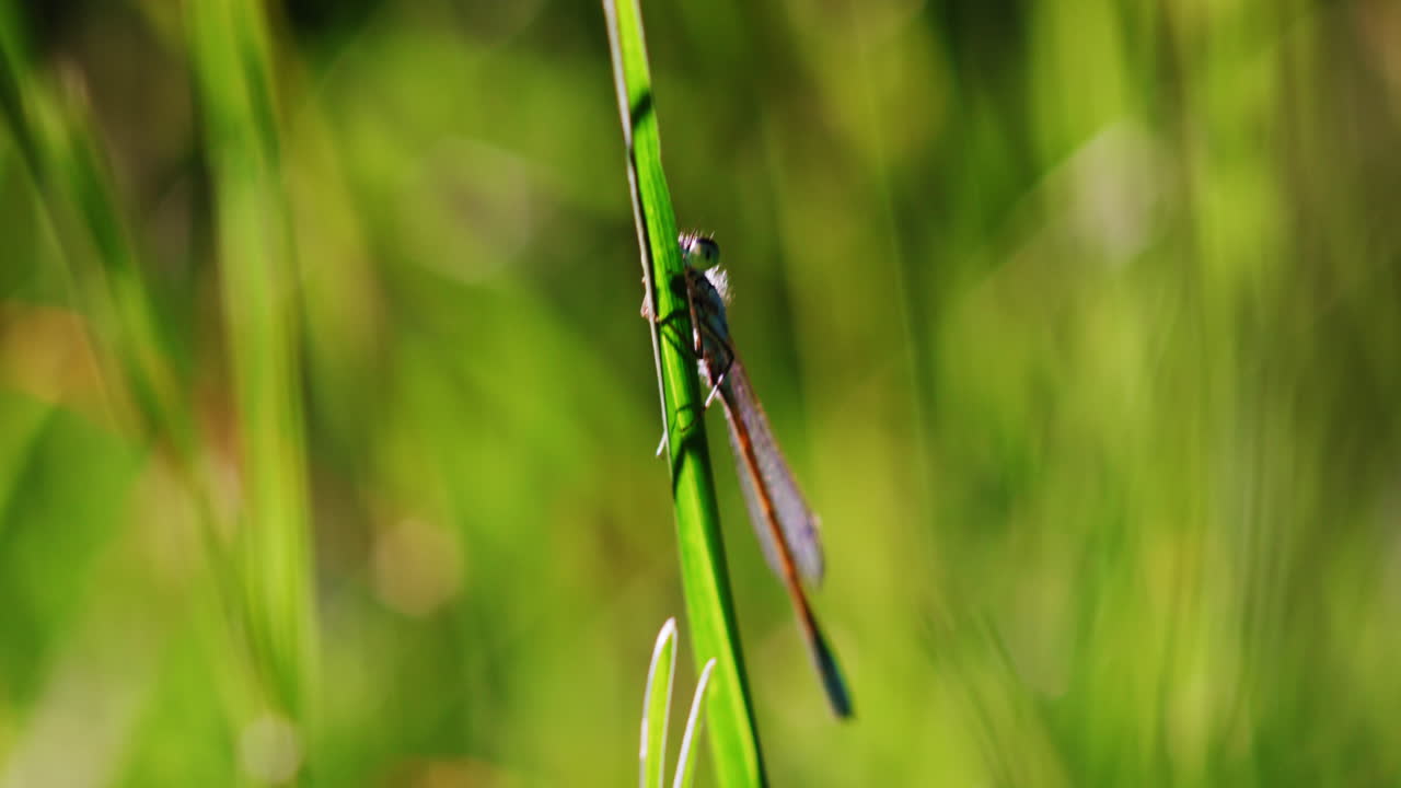 una pequeña criatura se puede ver en la exuberante hierba verde, encontrando su camino en medio de las hojas como va sobre sus actividades similares a los insectos