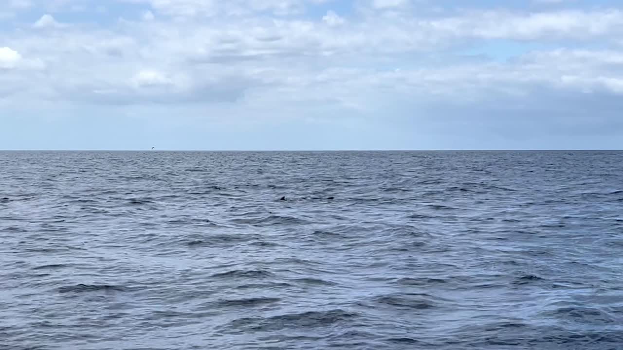 Family of whales swimming in the ocean. Whale fins among the sea waves. Lanzarote. Canary Islands.