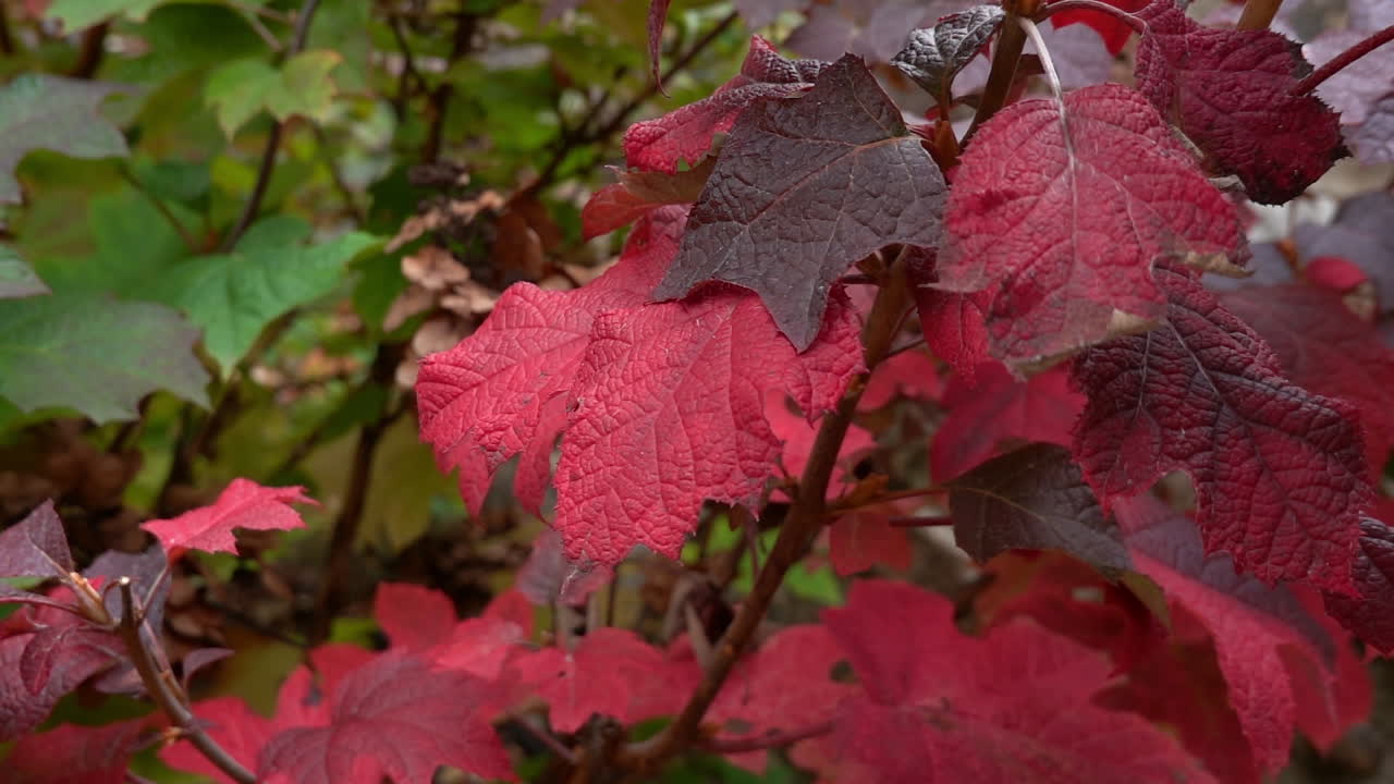 las hojas de hortensia roja se balancean en cámara lenta en la suave brisa de otoño de cerca