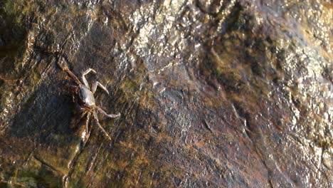 Kleine-Landkrabbe-Steht-Auf-Einem-Nassen-Felsen-Und-Frisst-Nahrung-Vom-Boden,-Indem-Sie-Ihre-Krallen-Verwendet,-Um-Nahrung-In-Ihr-Maul-Zu-Stecken