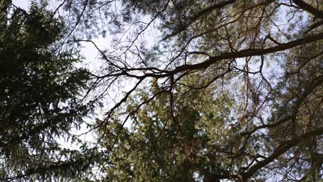 hermoso bosque en los alpes italianos