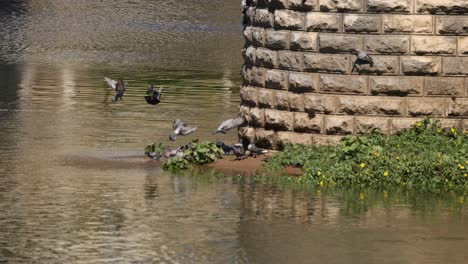 pigeons gather near a river and bridge