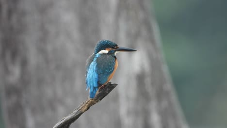 Eisvogel-Im-Teichbereich-..