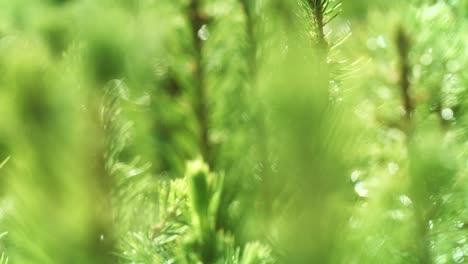 Young-shoots-of-pine-with-drops-of-water-sparkling-in-sun.-Wet-needles-after-rain