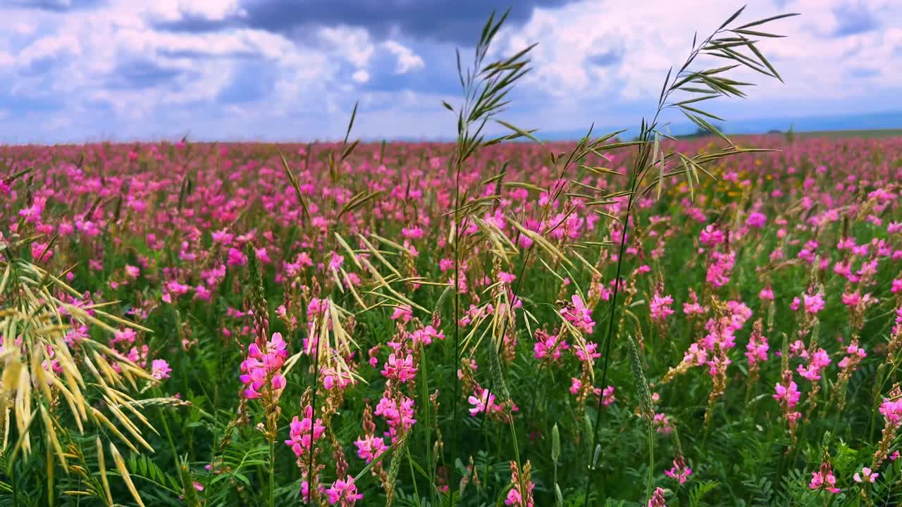 Vibrant Field of Pink Flowers Under a Dramatic Sky: A Lush Landscape of Nature’s Bounty Showcasing the Beauty of Flora and Serenity in Full Bloom