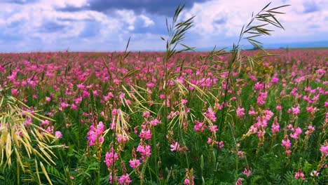 vibrant field of pink flowers under a dramatic sky: a lush landscape of nature’s bounty showcasing the beauty of flora and serenity in full bloom