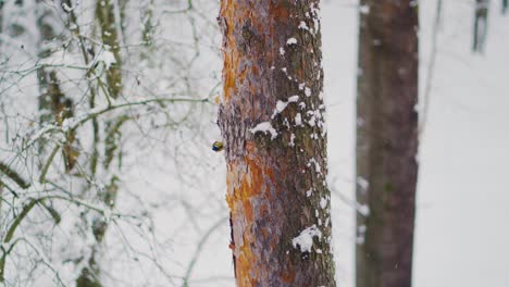 Kleiner-Vogel,-Der-Im-Winter-Auf-Einer-Kiefer-Nach-Nahrung-Sucht