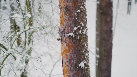 pequeño pájaro en busca de comida en un pino en invierno