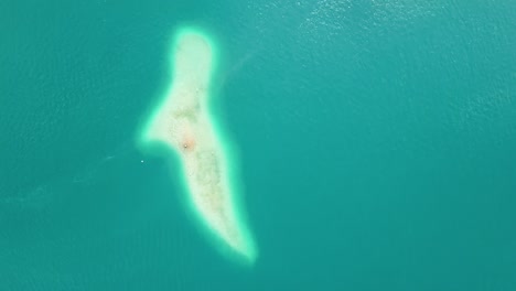 paradiesische sandbankinsel im tropischen türkisfarbenen wasser, luftaufnahme aus der vogelperspektive