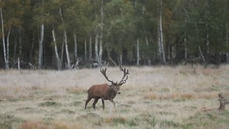 Rotwildgeweih-Hirschprofil,-Das-Im-Feldherbst-In-Zeitlupe-Läuft