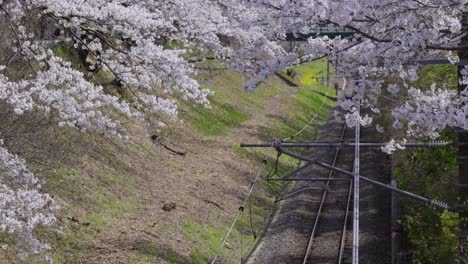 slow tilt up over train tracks with sakura cherry blossoms in full bloom