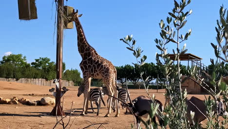 giraffe and zebras in zoo of attica, greece, athens