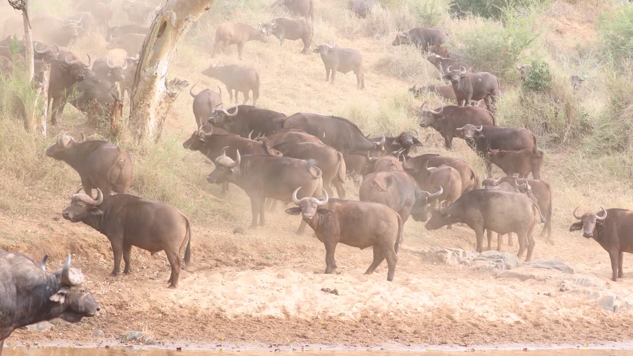 높은 키: 먼지 투성이 잔디 언덕 위의 케이프 버팔로 무리가 카메라를 바라보고 있습니다.