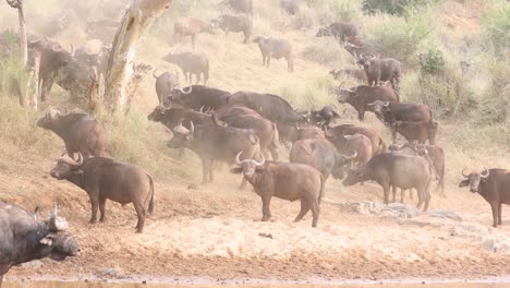 High-key:-Herd-of-Cape-Buffalo-on-dusty-grass-hillside-look-to-camera