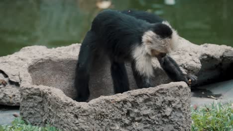 cámara lenta de un mono capuchino que sale de un lavabo de piedra junto al río