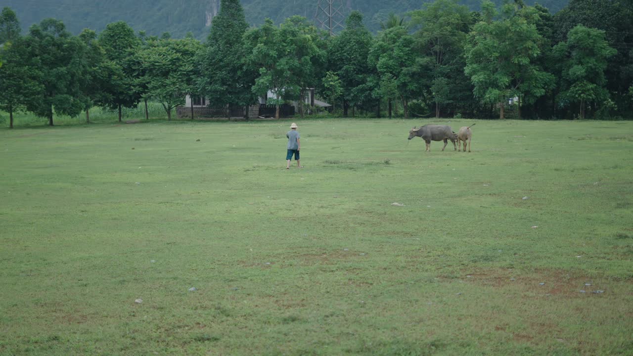 Farmer and water buffalo in a rural landscape