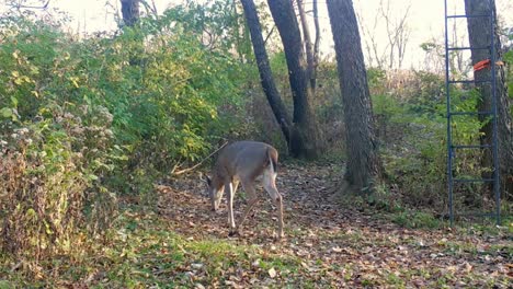 six point whitetail buck slowly walking along a game trail in the woods under a hunter's tree stand in the american midwest