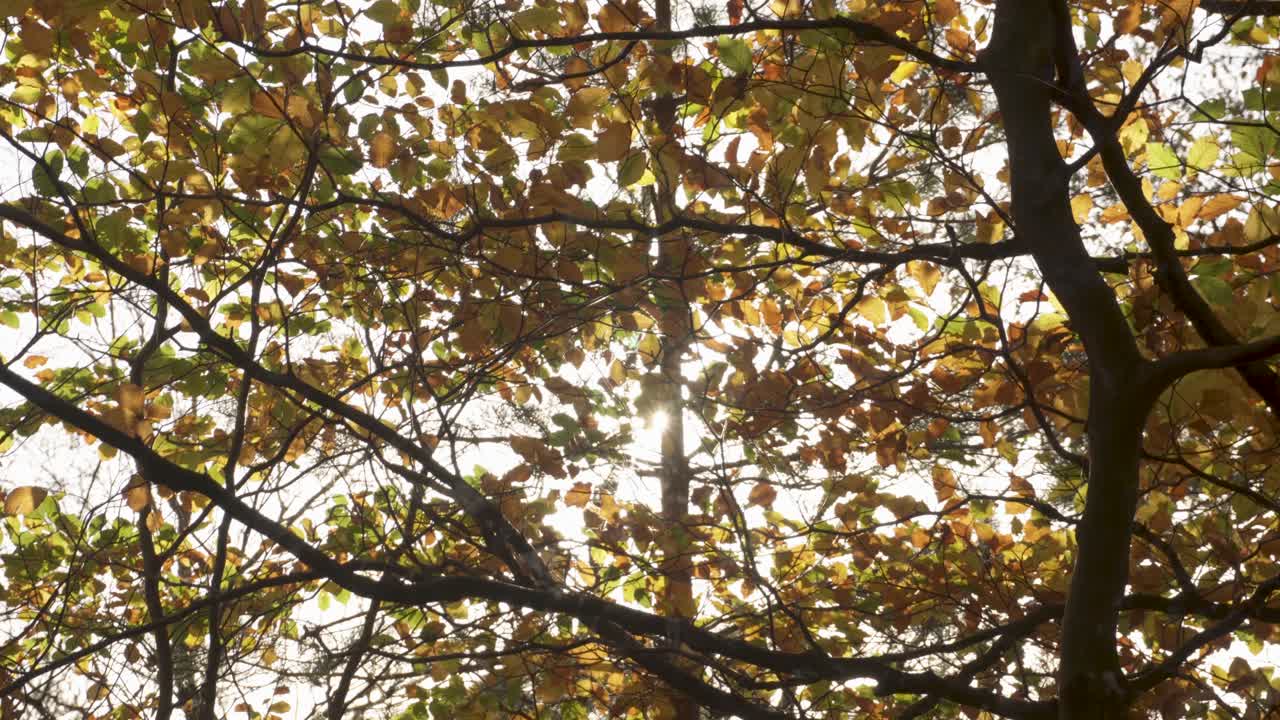 Luce solare che filtra attraverso le foglie autunnali della foresta, paesaggio naturale colorato.
