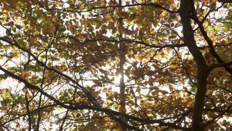 Sunlight-streaming-through-autumnal-forest-leaves,-colourful-natural-landscape