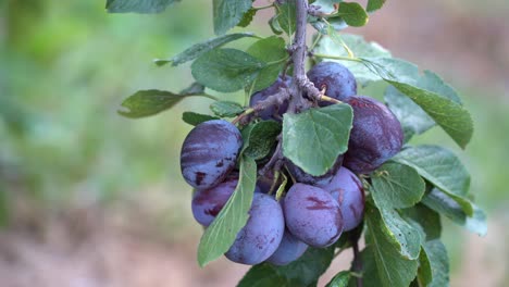 bunch of plums hanging on branch with leaves gently moving in the wind - sweet savory plums ready for harvest - static closeup with shallow focus and blurred background