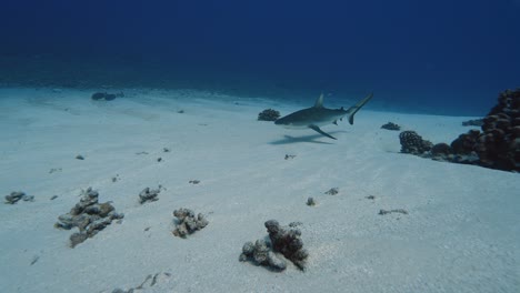 Grey-reef-shark-rubs-his-body-on-the-white-sand-near-a-tropical-coral-reef-in-clear-water,-in-the-atoll-of-Fakarava-in-the-south-pacific-ocean-around-the-islands-of-Tahiti