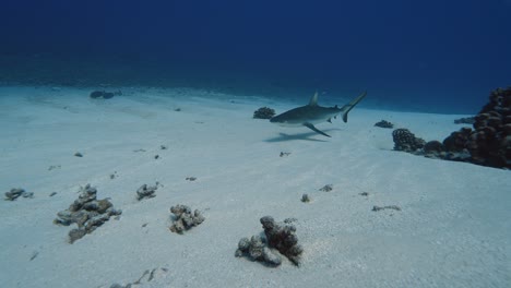 tiburón de arrecife gris frota su cuerpo en la arena blanca cerca de un arrecife de coral tropical en aguas claras, en el atolón de fakarava en el océano pacífico sur alrededor de las islas de tahití