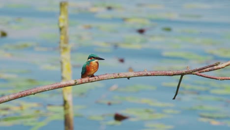 kingfisher perched on branch over idyllic pond in friesland netherlands shakes head and flies away