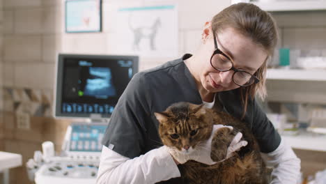 veterinarian giving health checkup to cat