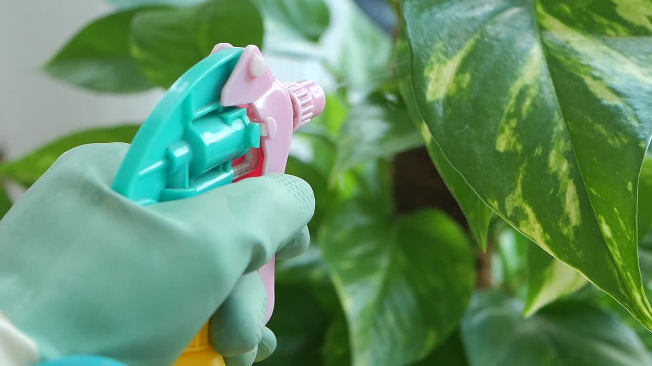 Spraying a Houseplant with Water
