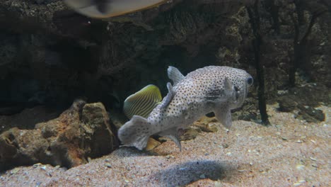 pufferfish and butterflyfish in an aquarium