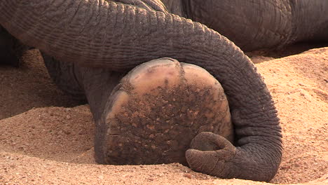 close-up of trunk wrapped around elephant’s foot on sandy ground