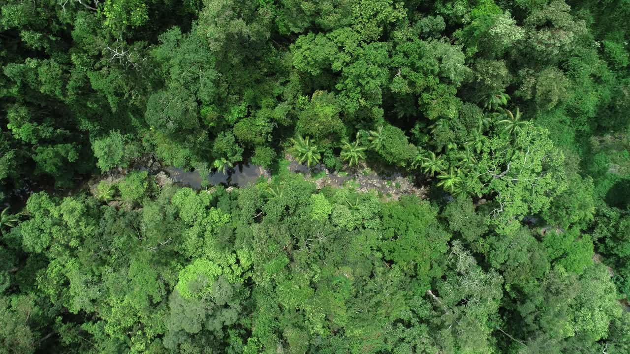 toma panorámica aérea a través de un bosque con apariencia de jungla con un arroyo que fluye