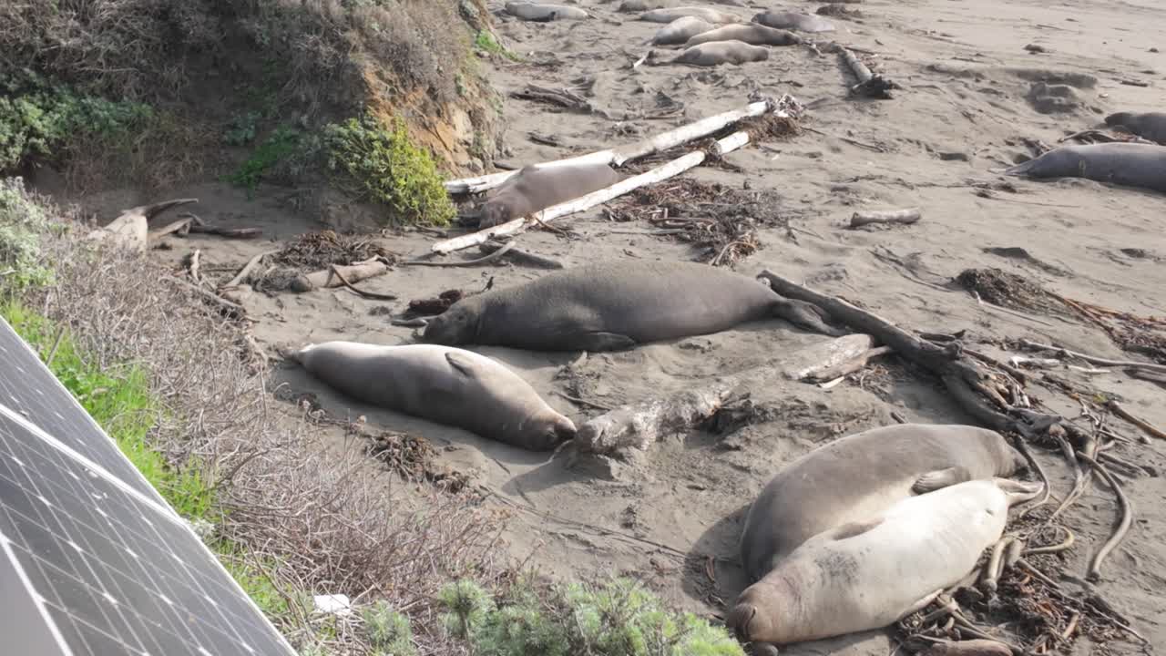 Gimbal close-up follow shot of elephant seal sleeping at their breeding grounds in Piedras Blancas Beach on the coast of California. 4K