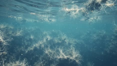 a mystical underwater scene featuring glowing coral-like structures surrounded by clear blue water and ethereal lighting effects in a serene aquatic environment