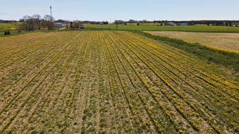 aerial drone flight over golden dandelion-covered farmland in kilbride, newfoundland, showcasing vast open fields and rural landscape in full bloom.