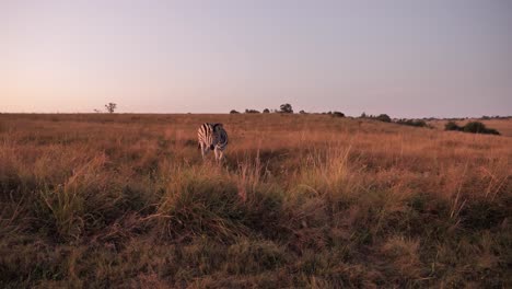 Lone-Zebra-in-golden-hour-Africa-savana-stretches-and-yawns